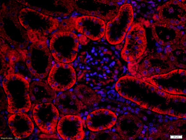Paraformaldehyde-fixed, paraffin embedded rat kidney; Antigen retrieval by boiling in sodium citrate buffer (pH6) for 15min; Block endogenous peroxidase by 3% hydrogen peroxide for 30 minutes; Blocking buffer (normal goat serum) at 37°C for 20min; Antibod