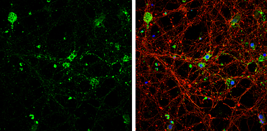 5-HT1A receptor antibody [N3C1], Internal detects 5-HT1A receptor protein by immunofluorescent analysis.Sample: DIV14 rat E18 primary cortical neurons were fixed in 4% paraformaldehyde at RT for 15 min.Green: 5-HT1A receptor protein stained by 5-HT1A rece