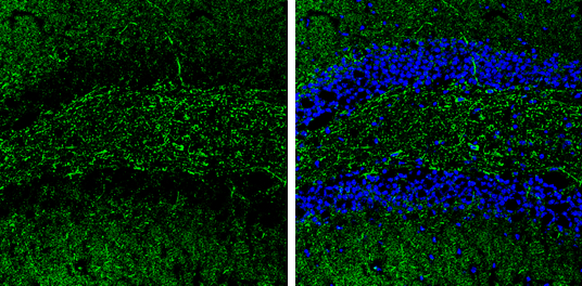 5-HT1A receptor antibody [N3C1], Internal detects 5-HT1A receptor protein by immunohistochemical analysis. Samples: Frozen Sectioned adult mouse hippocampus.Green: 5-HT1A receptor protein stained by 5-HT1A receptor antibody [N3C1], Internal (GRP569) dilut