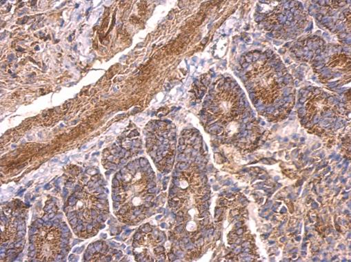 5HT1A Receptor antibody [N3C1], Internal detects 5HT1A Receptor protein at cytosol on mouse duodenum by immunohistochemical analysis. Sample: Paraffin-embedded mouse duodenum. 5HT1A Receptor antibody [N3C1], Internal (GRP569) dilution: 1:500.