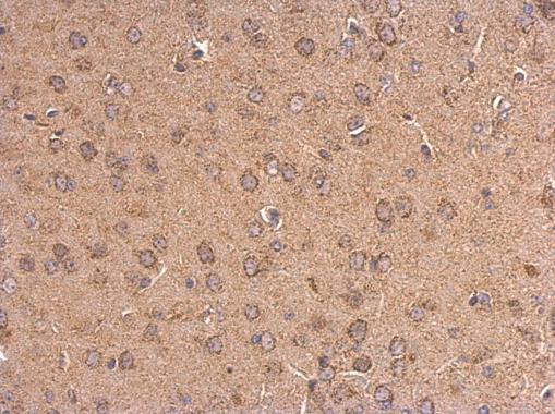 5HT1A Receptor antibody [N3C1], Internal detects 5HT1A Receptor protein at cytosol on mouse duodenum by immunohistochemical analysis. Sample: Paraffin-embedded mouse duodenum. 5HT1A Receptor antibody [N3C1], Internal (GRP569) dilution: 1:500.