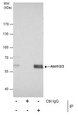 Immunoprecipitation of Akt1/2/3 protein from 293T whole cell extracts using 5 ?g of Akt1/2/3 antibody [N3C2], Internal (GRP513).Western blot analysis was performed using Akt1/2/3 antibody [N3C2], Internal (GRP513).EasyBlot anti-Rabbit IgG  was used as a s