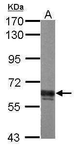 Sample (30 μg of whole cell lysate)  A: PC-12  7.5% SDS PAGE  GRP513 diluted at 1:3000 The HRP-conjugated anti-rabbit IgG antibody  was used to detect the primary antibody.