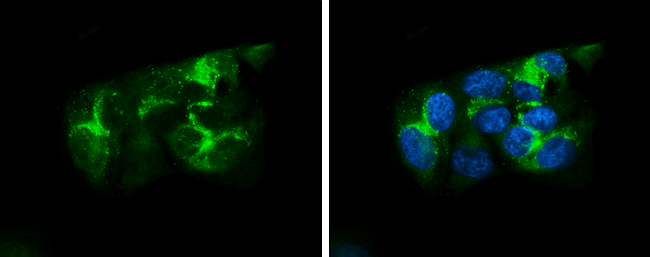 Apolipoprotein A1 antibody detects Apolipoprotein A1 protein at cytoplasm by immunofluorescent analysis.Sample: HepG2 cells were fixed in 4% paraformaldehyde at RT for 15 min.Green: Apolipoprotein A1 stained by Apolipoprotein A1 antibody (GRP503) diluted 