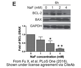 The WB analysis of Bcl-2 antibody [N1N2] was published by Fu X and colleagues in the journal PLoS One in 2016.PMID: 26859149