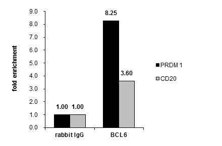 Cross-linked ChIP was performed with Raji chromatin extract and 5 ?g of either control rabbit IgG or anti-BCL6 antibody. The precipitated DNA was detected by PCR with primer set targeting to PRDM1 or CD20.
