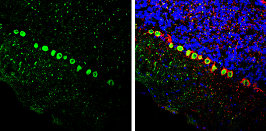 BCL6 antibody [N2C1], Internal detects BCL6 protein by immunohistochemical analysis.Sample: Frozen-sectioned mouse cerebellum.Green: BCL6 stained by BCL6 antibody [N2C1], Internal (GRP472) diluted at 1:250.Red: NF-H, stained by NF-H antibody [GT114] (GRP4