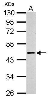 Sample (30 μg of whole cell lysate)  A: PC-12  10% SDS PAGE  GRP544 diluted at 1:500 The HRP-conjugated anti-rabbit IgG antibody  was used to detect the primary antibody.