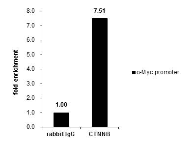 Cross-linked ChIP was performed with HCT116 chromatin extract and 5 ?g of either control rabbit IgG or anti-beta Catenin antibody. The precipitated DNA was detected by PCR with primer set targeting to c-Myc promoter.