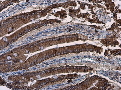 beta Catenin antibody [N1N2-2], N-term detects beta Catenin protein at cell membrane and cytoplasm in mouse duodenum by immunohistochemical analysis. Sample: Paraffin-embedded mouse duodenum. beta Catenin antibody [N1N2-2], N-term (GRP474) diluted at 1:50