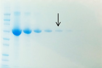 Decreasing amounts of BSA were run on a 10% SDS-PAGE gel and stained with Der Blaue Jonas for 10 minutes. The arrow denotes the 100 ng BSA lane.
