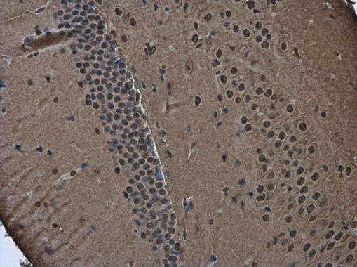 Brn2 antibody detects Brn2 protein at nucleus in mouse brain by immunohistochemical analysis. Sample: Paraffin-embedded mouse brain. Brn2 antibody (GRP596) diluted at 1:500.