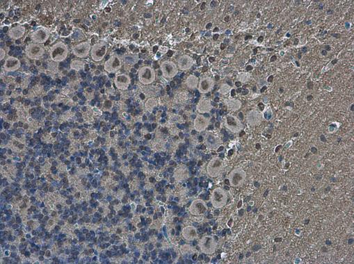 Brn2 antibody detects Brn2 protein at nucleus in rat brain by immunohistochemical analysis. Sample: Paraffin-embedded rat brain. Brn2 antibody (GRP596) diluted at 1:500.