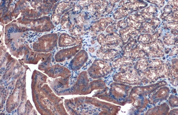 Caspase 3 antibody detects Caspase 3 protein at cytoplasm by immunohistochemical analysis.Sample: Paraffin-embedded mouse duodenum.Caspase 3 stained by Caspase 3 antibody (GRP498) diluted at 1:1000.Antigen Retrieval: Citrate buffer, pH 6.0, 15 min