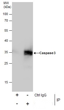 Immunoprecipitation of Caspase 3 protein from HeLa whole cell extracts using 5 ?g of Caspase 3 antibody (GRP498).Western blot analysis was performed using Caspase 3 antibody (GRP498).EasyBlot anti-Rabbit IgG  was used as a secondary reagent.
