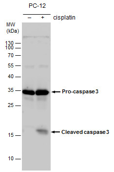 Caspase 3 antibody detects Caspase 3 protein by western blot analysis. Un-treated (-) and treated (+, 30 μM Cisplatin treatment for 24 hrs) PC-12 whole cell extracts (30 μg) were separated by 15% SDS-PAGE, and the membrane was blotted with Caspase 3