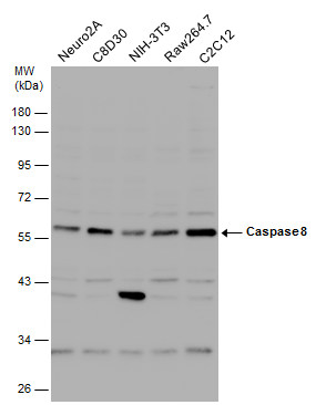Various whole cell extracts (30 μg) were separated by 10% SDS-PAGE, and the membrane was blotted with Caspase 8 antibody (GRP500) diluted at 1:1000. The HRP-conjugated anti-rabbit IgG antibody  was used to detect the primary antibody.