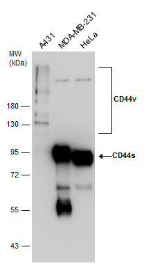 Various whole cell extracts (30 μg) were separated by 7.5% SDS-PAGE, and the membrane was blotted with CD44 antibody (GRP477) diluted at 1:7000. The HRP-conjugated anti-rabbit IgG antibody  was used to detect the primary antibody.