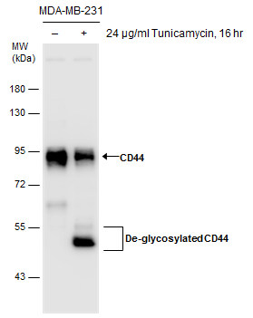 Untreated (â€“) and treated (+) MDA-MB-231 whole cell extracts (30 μg) were separated by 7.5% SDS-PAGE, and the membrane was blotted with CD44 antibody (GRP477) diluted at 1:7000. The HRP-conjugated anti-rabbit IgG antibody  was used to detect the prim