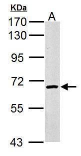 Sample (50 μg of whole cell lysate)  A: Rat muscle  7.5% SDS PAGE  GRP496 diluted at 1:1000 The HRP-conjugated anti-rabbit IgG antibody  was used to detect the primary antibody.