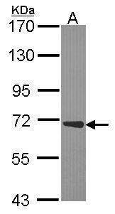 Sample (30 μg of whole cell lysate)  A: JurKat  7.5% SDS PAGE  GRP496 diluted at 1:1000The HRP-conjugated anti-rabbit IgG antibody  was used to detect the primary antibody.