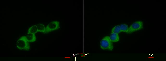 COL1A2 antibody [C2C3], C-term detects COL1A2 protein at cytoplasm by immunofluorescent analysis.Sample: NIH-3T3 cells were fixed in ice-cold MeOH for 5 min.Green: COL1A2 protein stained by COL1A2 antibody [C2C3], C-term (GRP483) diluted at 1:500.Blue: Ho
