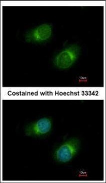 Immunofluorescence analysis of methanol-fixed HeLa, using Collagen III(GRP501) antibody at 1:50 dilution.