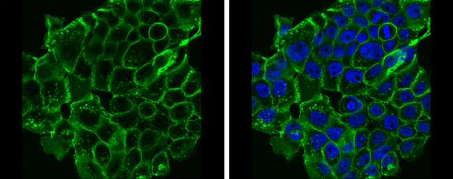 E-Cadherin antibody detects E-Cadherin protein at cell membrane by immunofluorescent analysis.Sample: A431 cells were fixed in 4% paraformaldehyde at RT for 15 min.Green: E-Cadherin protein stained by E-Cadherin antibody (GRP459) diluted at 1:500.Blue: Ho