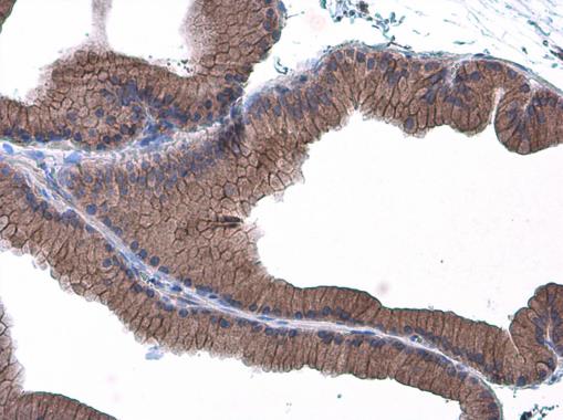 E-Cadherin antibody detects E-Cadherin protein at cell membrane in rat prostate by immunohistochemical analysis. Sample: Paraffin-embedded rat prostate. E-Cadherin antibody (GRP459) diluted at 1:500.