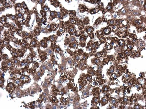 EPO antibody detects EPO protein at cytoplasm in rat liver by immunohistochemical analysis. Sample: Paraffin-embedded rat liver. EPO antibody (GRP468) diluted at 1:400.
