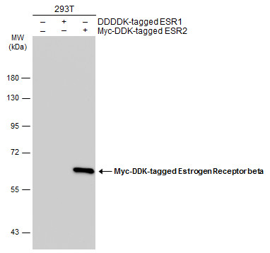 Non-transfected (â€“) and transfected (+) 293T whole cell extracts (30 μg) were separated by 7.5% SDS-PAGE, and the membrane was blotted with Estrogen Receptor beta antibody [14C8] (GRP539) diluted at 1:5000. The HRP-conjugated anti-mouse IgG antibody 
