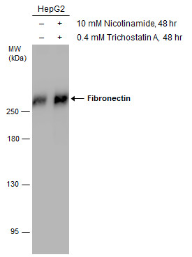 Untreated (â€“) and treated (+) HepG2 whole cell extracts (30 μg) were separated by 5% SDS-PAGE, and the membrane was blotted with Fibronectin antibody [N1N2], N-term (GRP505) diluted at 1:2000. The HRP-conjugated anti-rabbit IgG antibody  was used to 