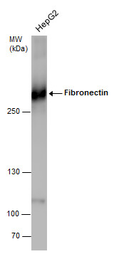 Fibronectin antibody detects Fibronectin  protein by Western blot analysis. Whole cell extracts (30 ?g) was separated by 5% SDS-PAGE, and the membrane was blotted with Fibronectin antibody (GRP505) at a dilution of 1:1000.