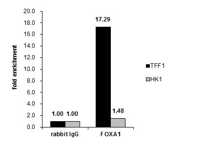 Cross-linked ChIP was performed with MCF-7 chromatin extract and 5 ?g of either control rabbit IgG or anti-FOXA1 antibody. The precipitated DNA was detected by PCR with primer set targeting to TFF1 or HK1.