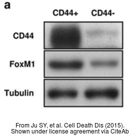The WB analysis of FOXM1 antibody was published by Ju SY and colleagues in the journal Cell Death Dis in 2015.PMID: 26136074