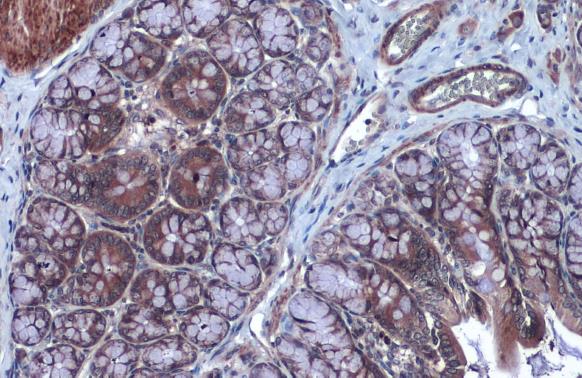 FOXO3A antibody [C3], C-term detects FOXO3A protein at cytoplasm by immunohistochemical analysis.Sample: Paraffin-embedded rat colon.FOXO3A stained by FOXO3A antibody [C3], C-term (GRP457) diluted at 1:2000.Antigen Retrieval: Citrate buffer, pH 6.0, 15 mi