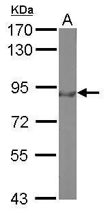 Sample (50 μg of whole cell lysate)  A: Mouse brain  7.5% SDS PAGE  GRP457 diluted at 1:500 The HRP-conjugated anti-rabbit IgG antibody  was used to detect the primary antibody.