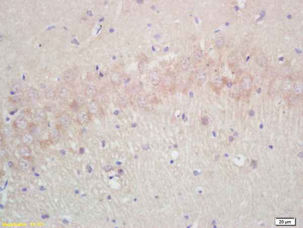 IHC-P of GRP456