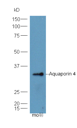 IHC-P of GRP279