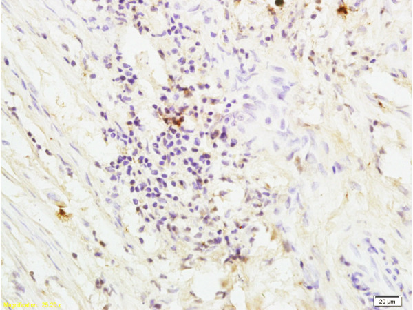 IHC-P of GRP490