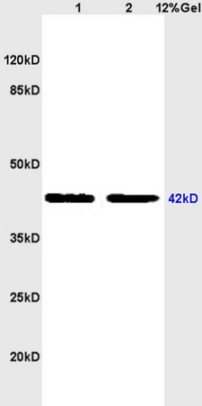 IHC-P of GRP313