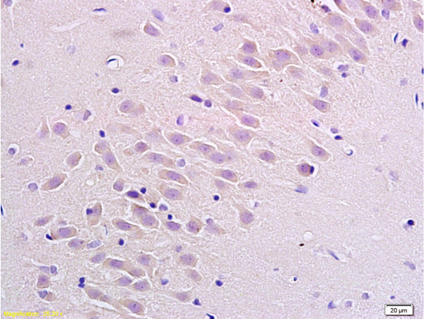 IHC-P of GRP367
