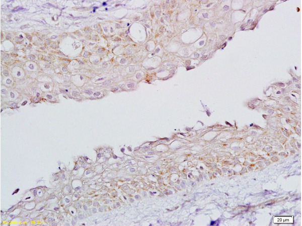 IHC-P of GRP495
