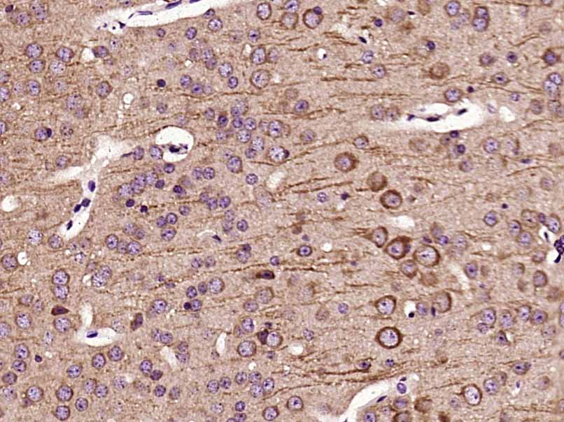 IHC-P of GRP501