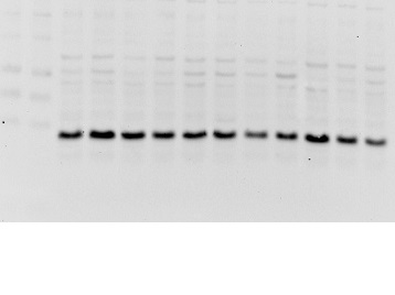 IHC-P of GRP324