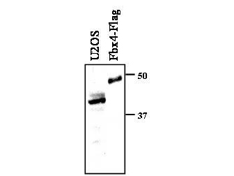 Anti-F-Box Only Protein 4 (FBX4) Antibody - Western Blot