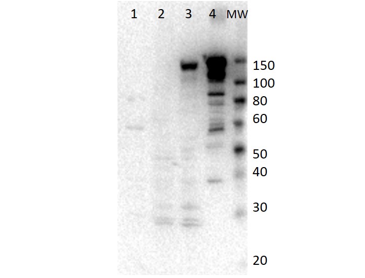 Western Blot of Rabbit anti-Myosin-6 antibody