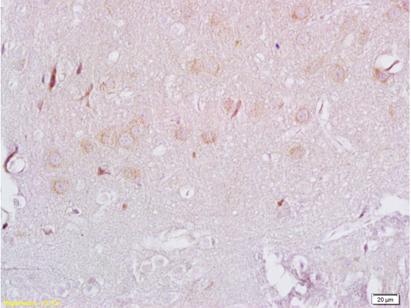IHC-P of GRP522