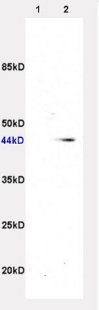 IHC-P of GRP345