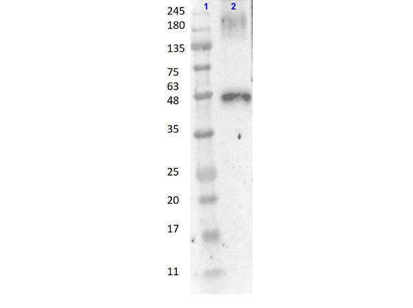 Western Blot Results of Anti-Peroxidase Antibody